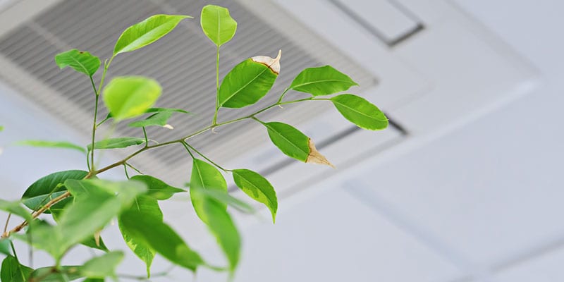 leaves of a plant